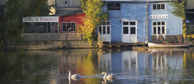 Photo einer Waldwiese mit wei&szlig;en Blumen