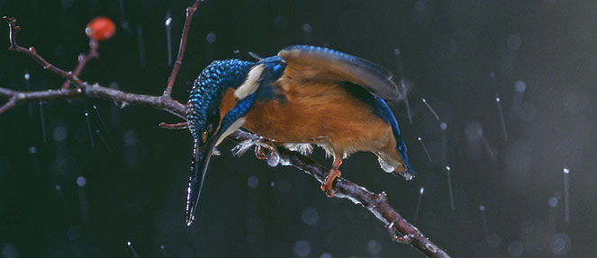 Photo eine Wiese mit L&ouml;wenzahn im Morgengrauen