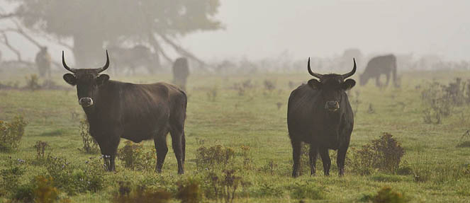 Photo einer Waldwiese mit weißen Blumen