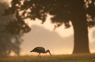 Photo Storch auf einer Wiese