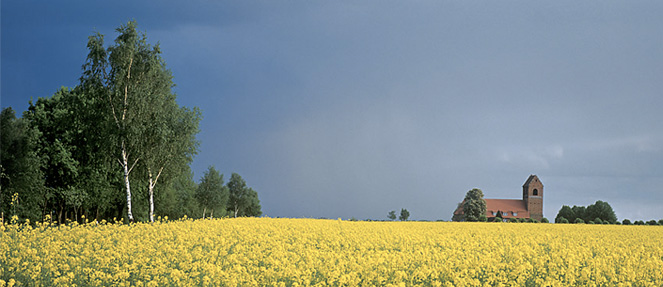 Photo Rapsfeld mit Kirche im Hintergrund