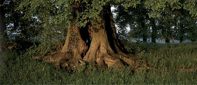 Photo alter, schöner verwurzelter Baum