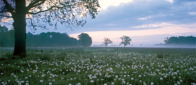 Photo eine Wiese mit Löwenzahn im Morgengrauen