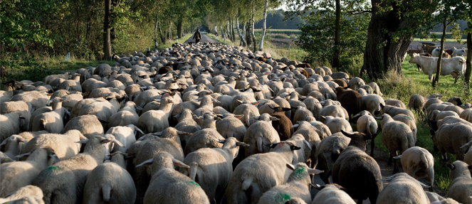 Photo Rapsfeld mit Kirche im Hintergrund